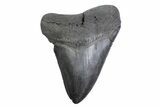 Fossil Megalodon Tooth - South Carolina #371786-1